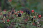Sawtooth blackberry